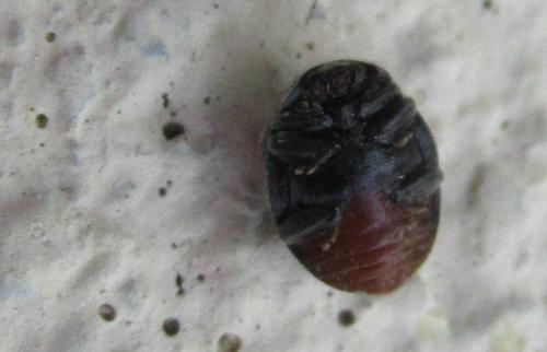 Réf. 267 329 : Rhyzobius forestieri